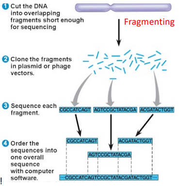 <p>The DNA template is fragmented using sonication resulting in multiple small DNA fragments that overlap each other in sequence. The fragments are cloned in a plasmid or phage vectors resulting in a huge amount of tiny DNA fragments. Then Sanger sequencing is used to read out the DNA sequence of each fragment, then they are ordered into one overall sequence with computer software. </p>
