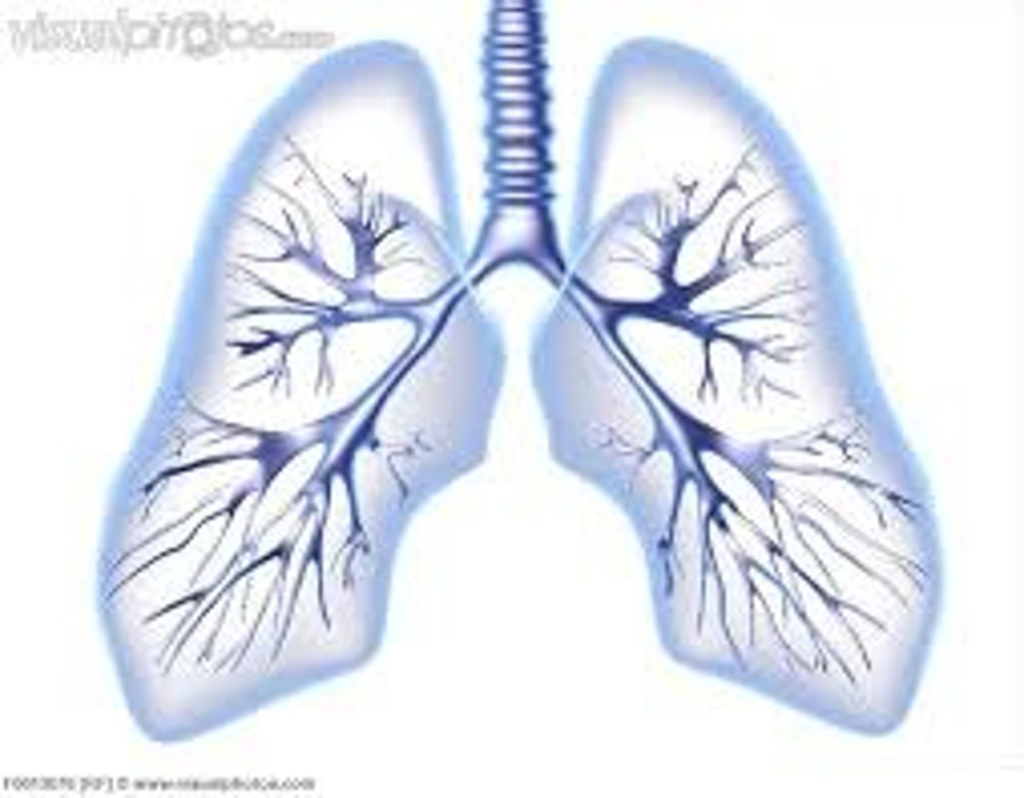 <p>Both lungs</p>