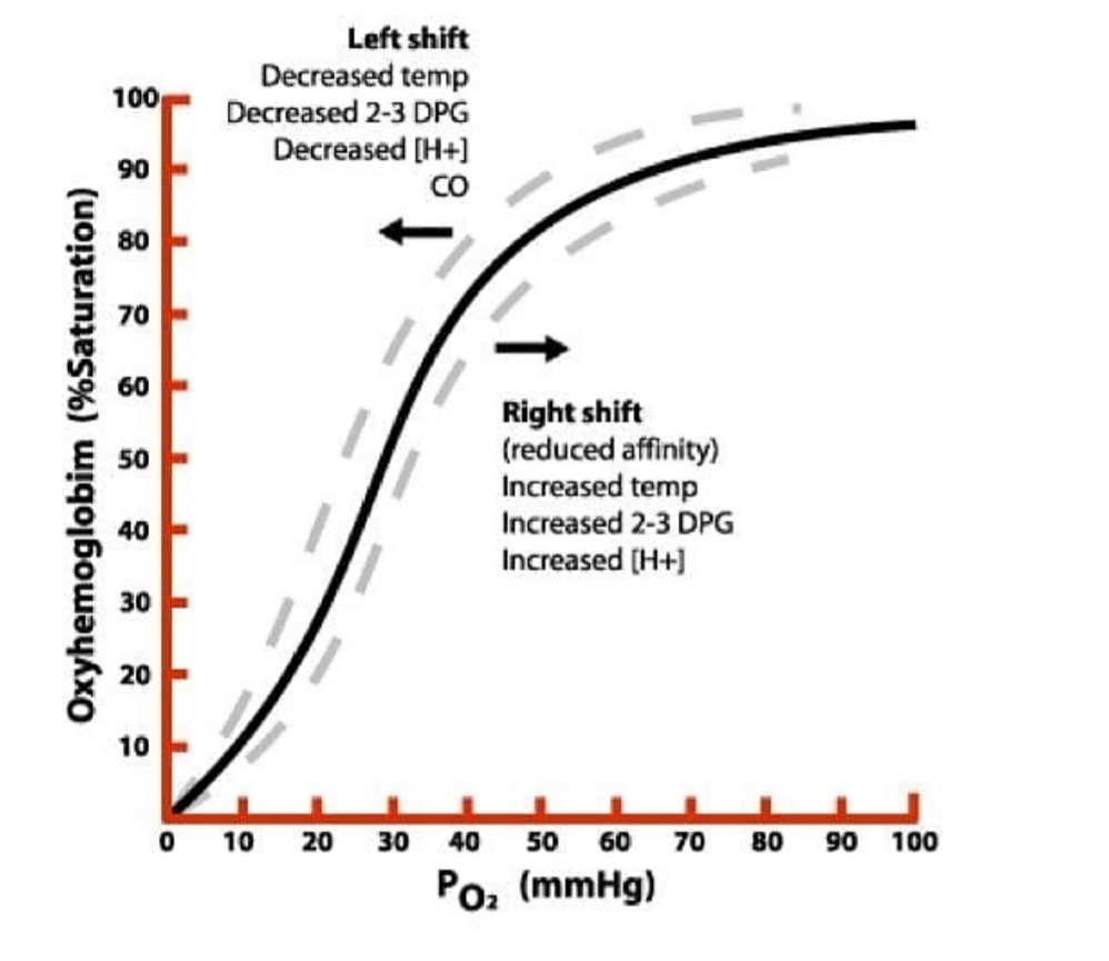 <p>Oxygen Dissociation Curve - As 𝑃𝑂2 increases, hemoglobin's affinity for oxygen increases, causing a rapid rise in saturation, which then plateaus at higher pressures.&nbsp;</p>