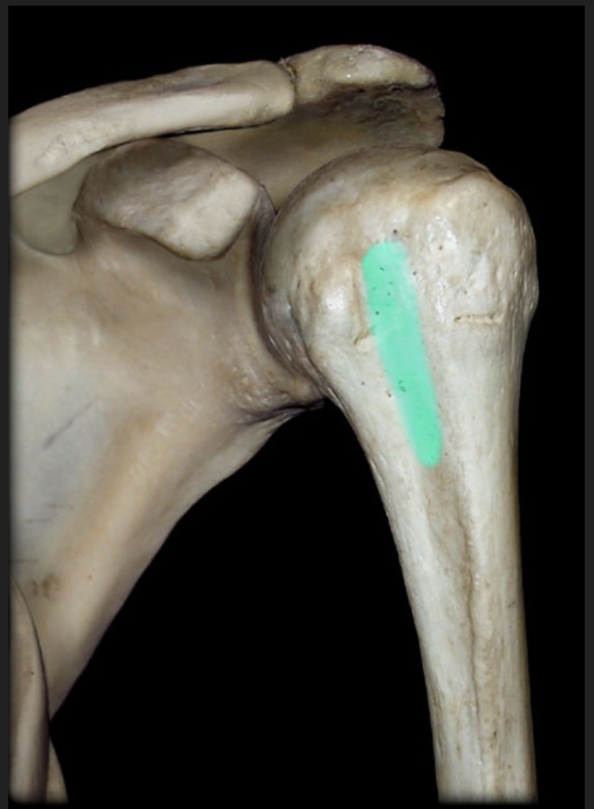 <p><span style="font-family: Arial, sans-serif; color: rgb(45, 59, 69)">groove between the greater and lesser tubercles of the humerus</span></p>