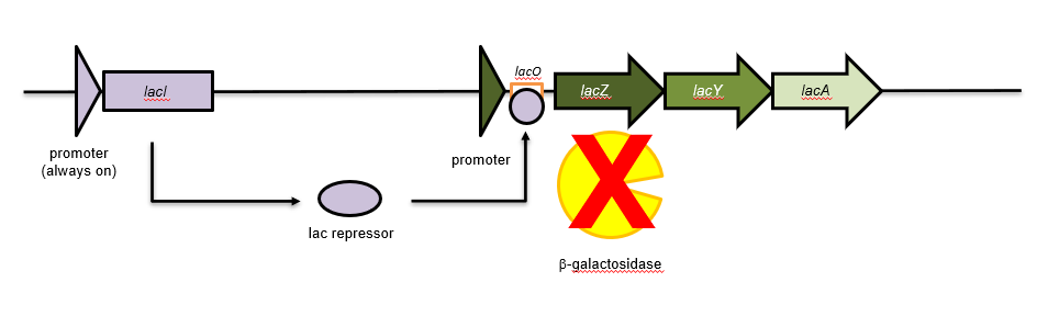 <p>It is binds to the lactose operator site (LacO) and inhibits the production of beta-galactosidase from the lacZ gene</p>