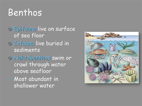 <p>Where can phytoplankton be found</p>