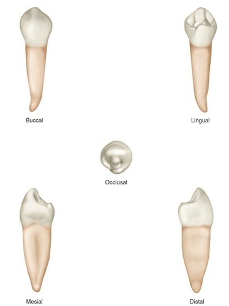 term image