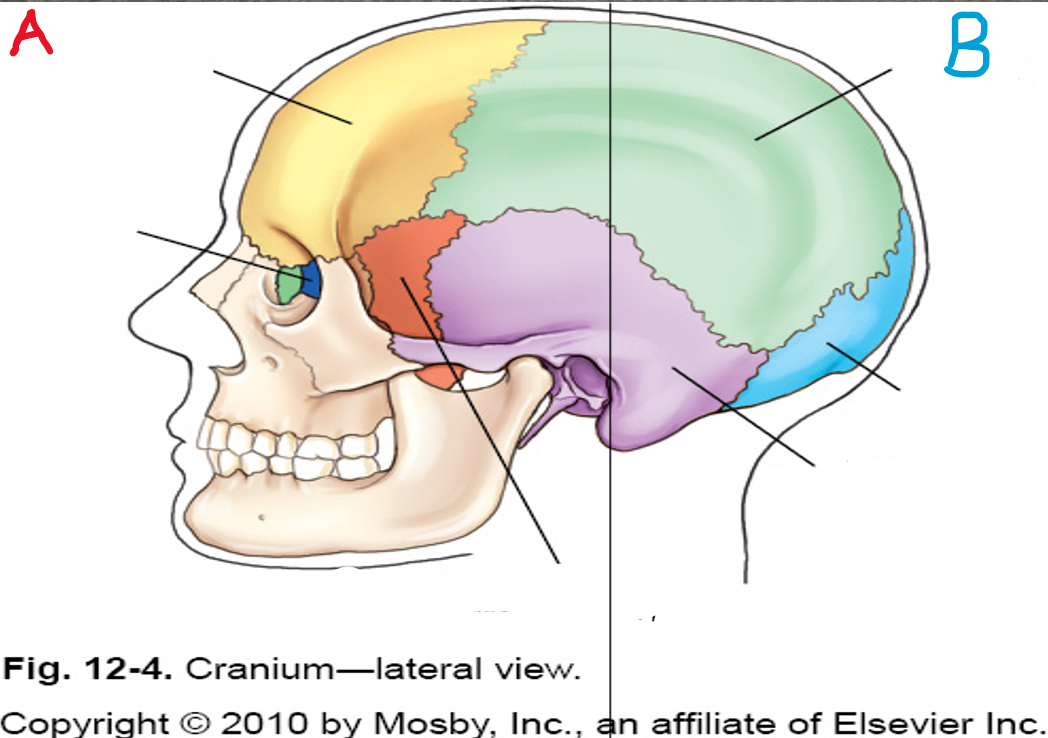 <p>Side A</p>