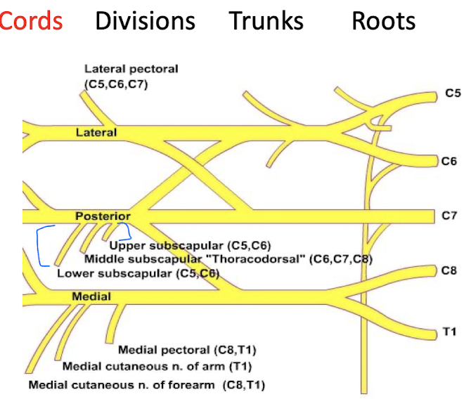 <p>Lateral Cord (C5-C7)</p><ul><li><p>Lateral Pectoral nerve</p><ul><li><p>innervates Pectoralis major</p></li></ul></li></ul><p>Posterior Cord (C5-T1)</p><ul><li><p>Upper Subscapular nerve </p><ul><li><p>innervates upper Subscapularis</p></li></ul></li><li><p>Thoracodorsal Nerve</p><ul><li><p>innervates Latissimus Dorsi</p></li></ul></li><li><p>Lower Subscapular nerve</p><ul><li><p>innervates subscapularis and teres major</p></li></ul></li></ul><p>Medial cord (C8-T1)</p><ul><li><p>Medial pectoral nerve</p><ul><li><p>innervates both pectoralis major and minor</p></li></ul></li></ul><p></p>