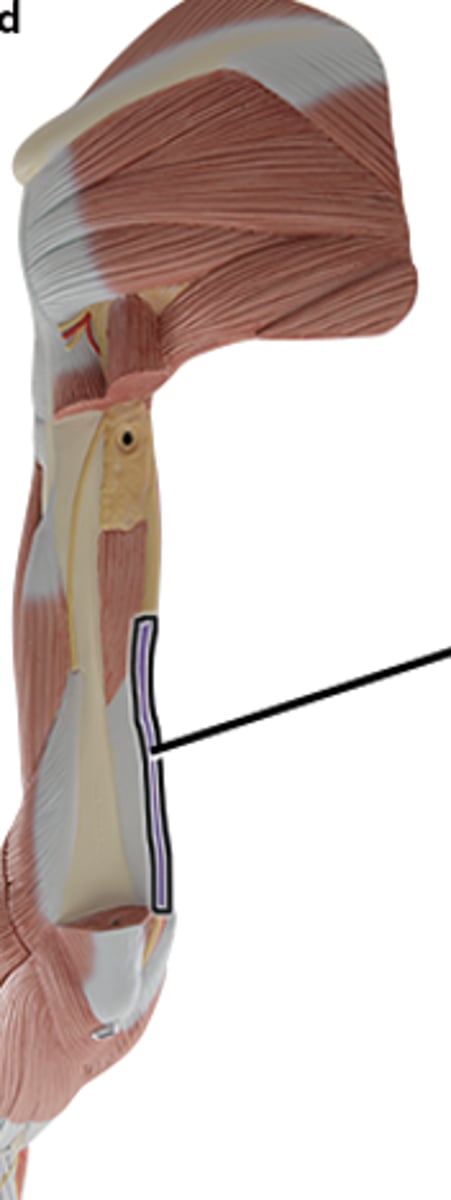 <p>Supplies the medial head of the triceps brachii, cutaneous tissue and elbow joint.</p>