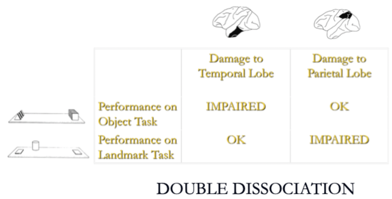 <p></p><ul><li><p>Visual discrimination task= one object will have a reward when you pick it up. See if they go back to the one with the reward in the next trials even when position of objects change</p></li><li><p>Landmark discrimination task= reward is hidden under an object but both objects look the same. The object closest to the cylinder is the one with the reward.</p><p>After learning both tasks half got parietal lesions and half temporal lesions</p></li><li><p><strong>temporal lobe important for object discrimination, parietal lobe for landmark discrimination </strong></p></li></ul><p></p>