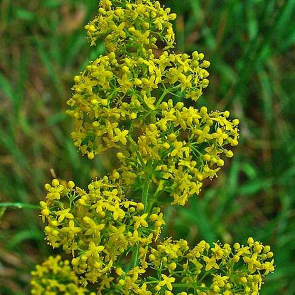<p>Lady’s bedstraw</p>