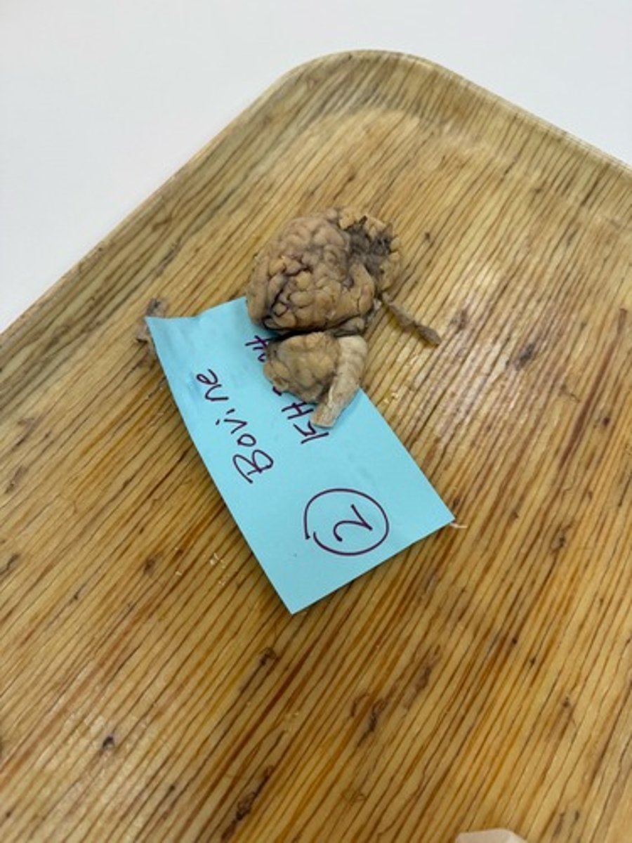 <p>Provide morphological diagnosis</p>