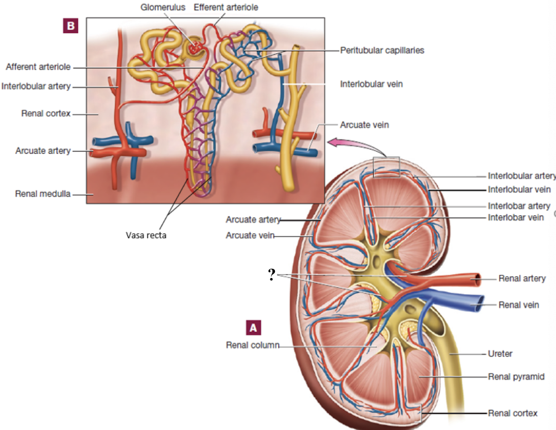 <p>located in the region of the renal pelvis </p>