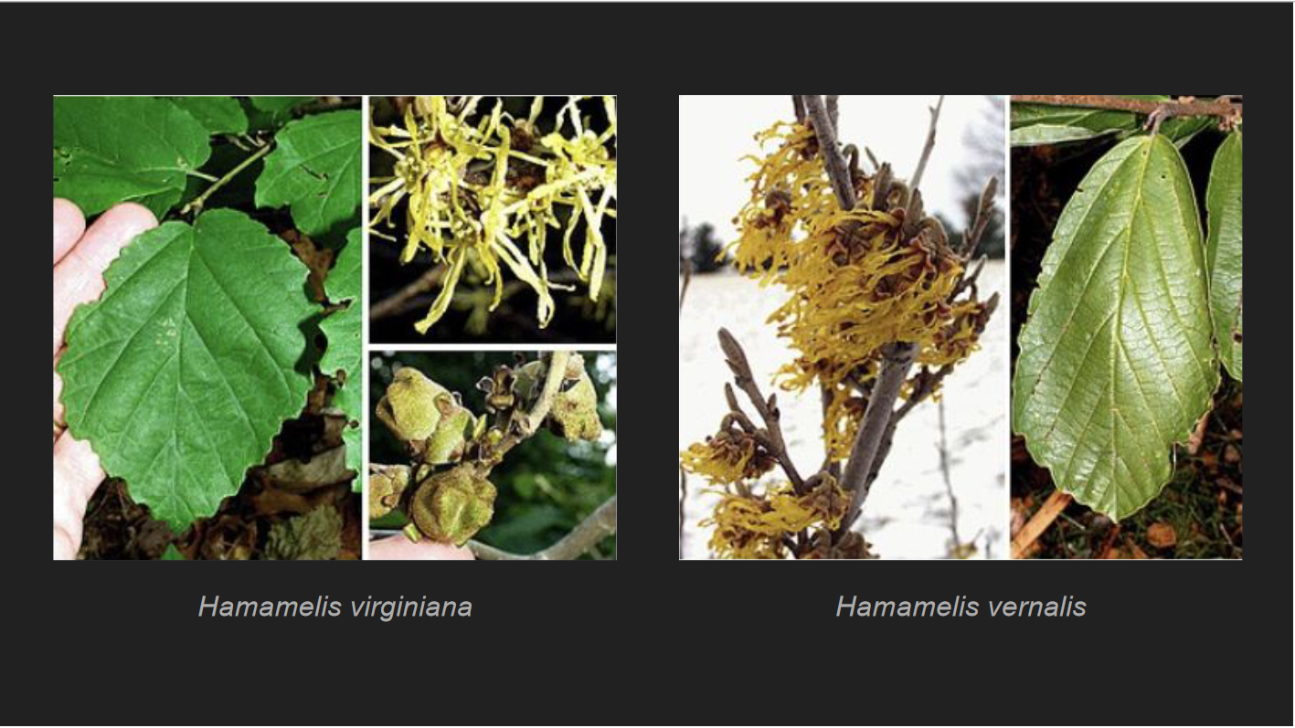 <p>Hamamelis vernalis</p><p>Ozark Witch Hazel</p>