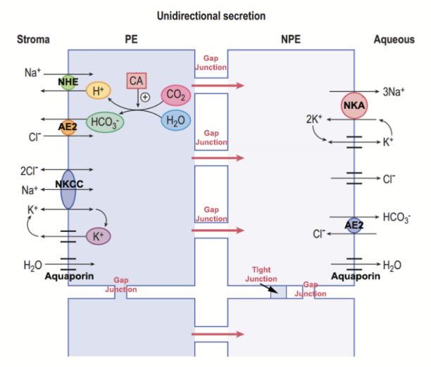 <ul><li><p>Diffusion = movement of molecules along a gradient from higher to lower concentration<br>Facilitates movement of small, uncharged molecules</p></li><li><p>Ultrafiltration = movement of fluid along a hydrostatic pressure gradient from higher to lower pressure</p></li><li><p>Active transport = movement of ions and molecules across cell membranes against opposing concentration or electrical gradients. Water moves via osmosis.</p></li></ul><p></p>