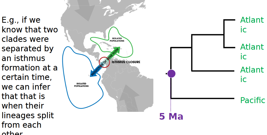 <p>isthmus formation</p>
