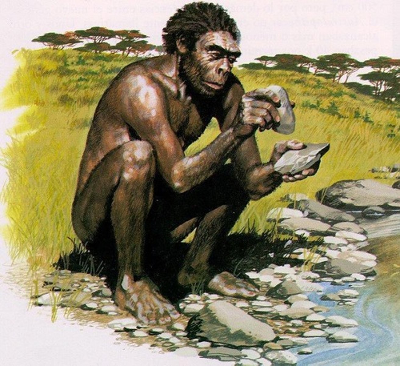 <p>More complex tools than those of Homo erectus.</p>