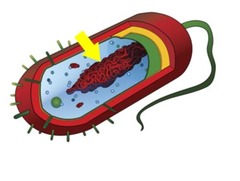 prokaryotic
a dense region of free-floating DNA