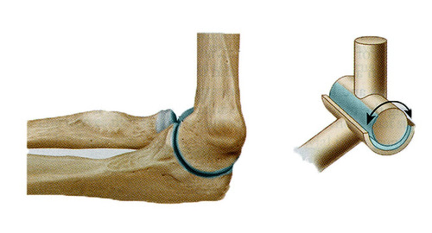 <p>elbow and knee</p>