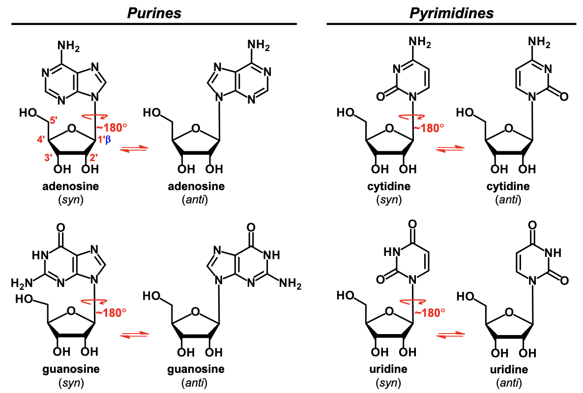 <p>adenosine, cytidine, guanosine, and uridine</p>