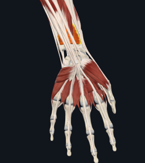 term image