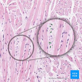 fibroblast nuclei