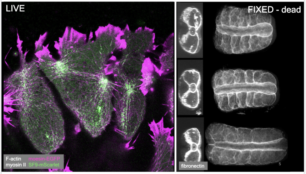 <p>extend human vision in magnification (size), resolution (spatial), and contrast (signal-to-noise); Use wave- and particle-like properties of photons and how they interact with samples. </p>
