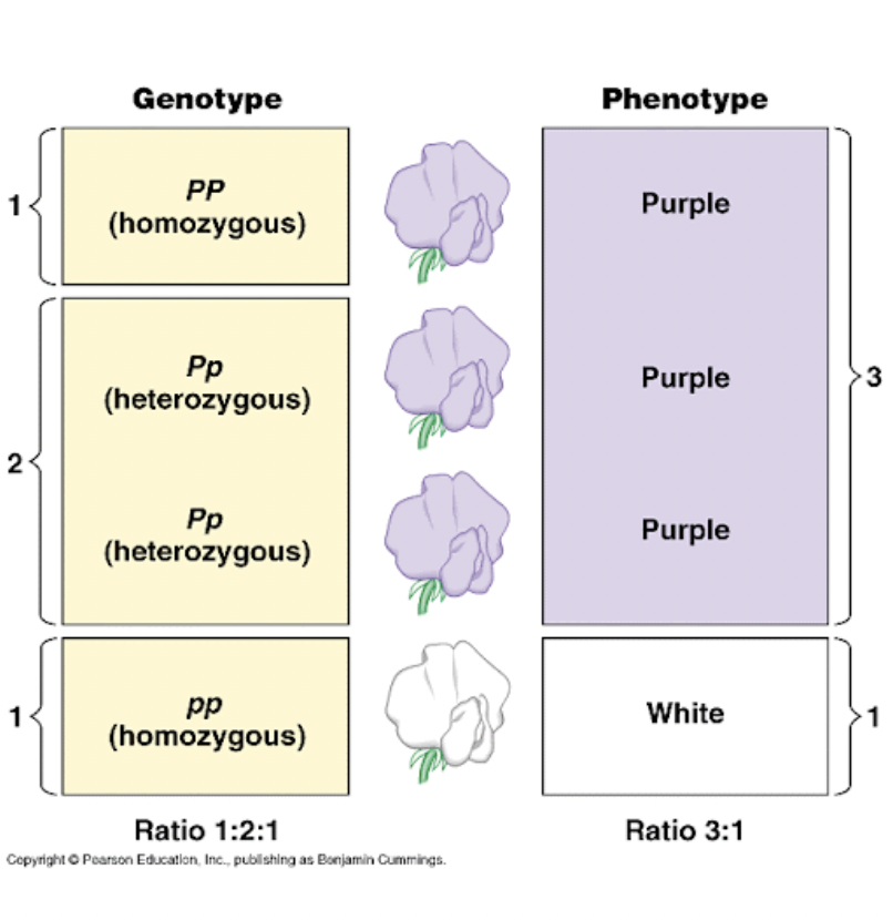 <p><strong>P</strong>hysical appearance of a trait </p><p>eg. purple or white</p>