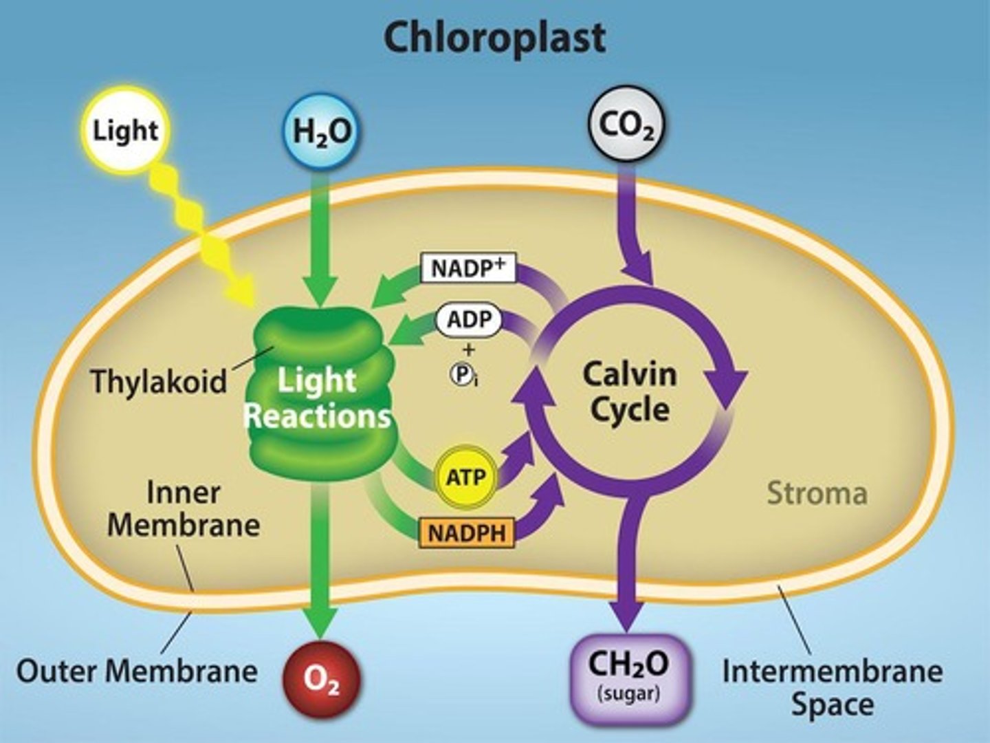 <p>Organelles where photosynthesis occurs in plant cells.</p>