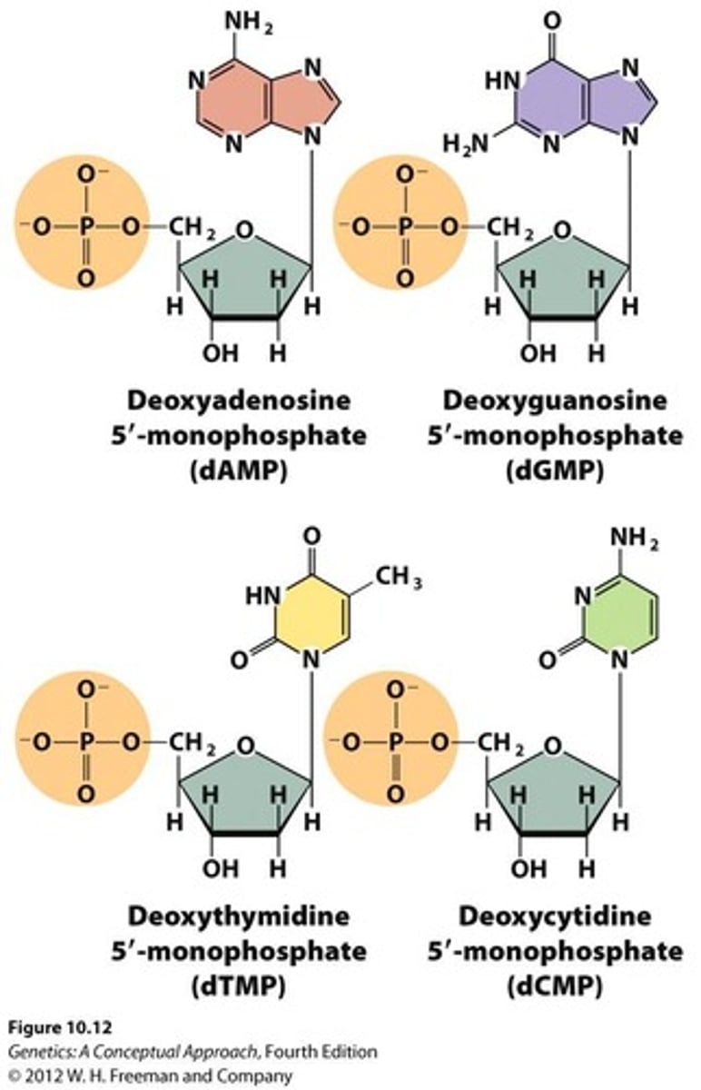 <p>dAMP, dGMP, dTMP, dCMP</p>