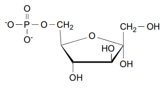 <p>Fructose-6-Phosphate&nbsp;</p>
