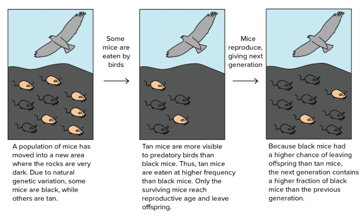 <p><span><span>the process by which organisms that are better adapted to their environment tend to survive and produce more offspring. This mechanism drives evolution by favoring traits that enhance survival and reproduction, leading to gradual changes in species over generations. It connects to understanding variations in populations, the evidence supporting evolutionary theory, genetic principles, and the emergence of new species.</span></span></p>