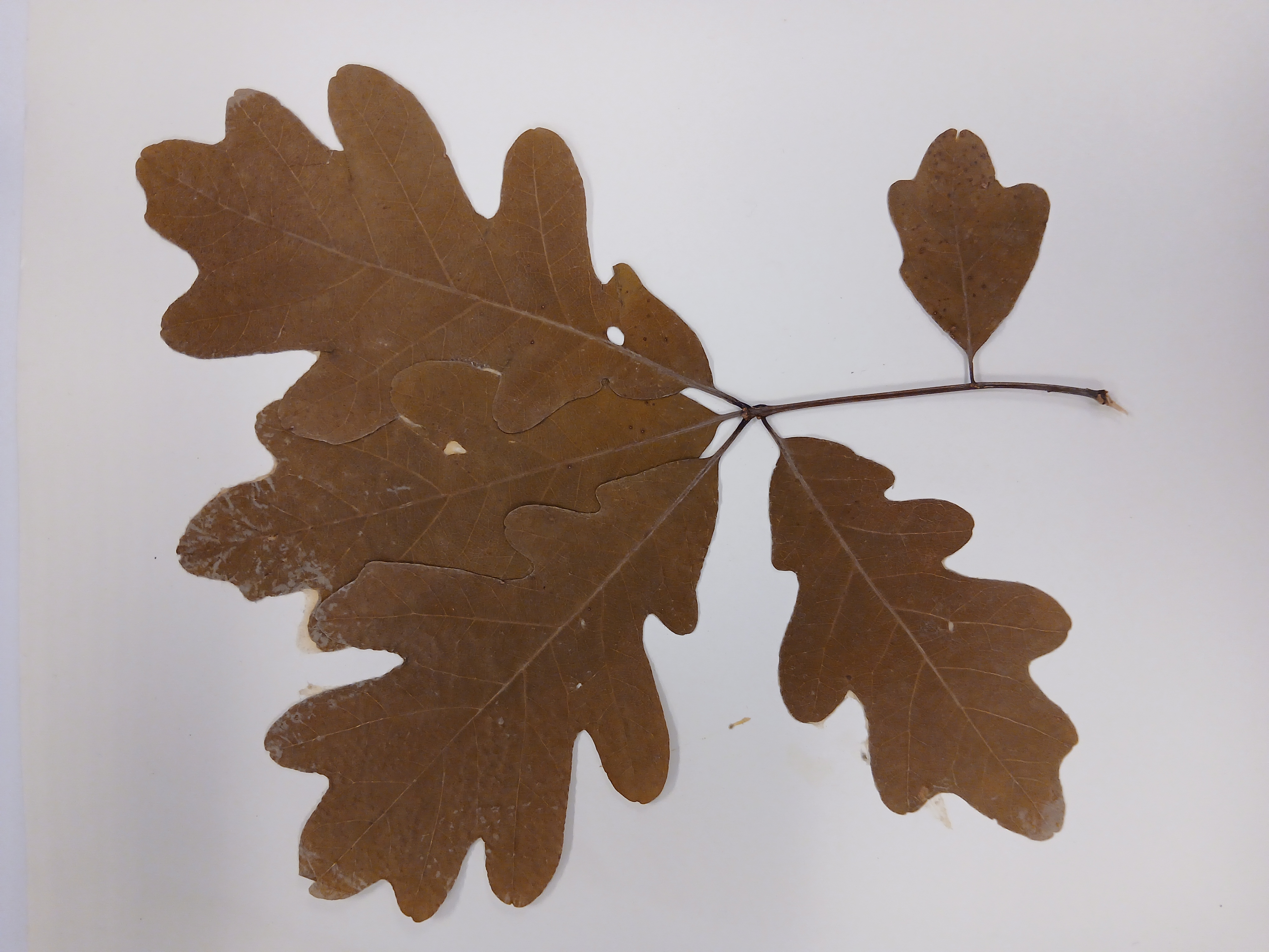 <p><em>Genus & specific epithet</em></p>