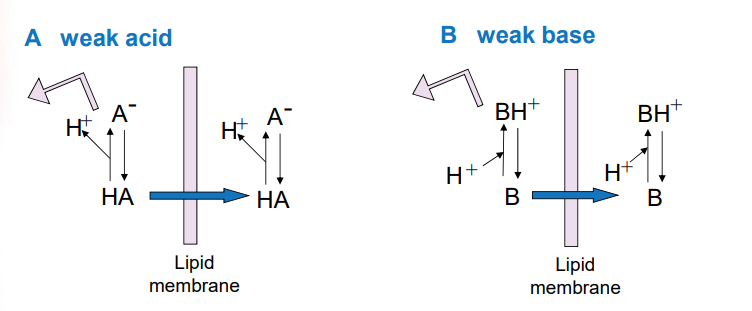 <p>uncharged form of the drug passes through the membrane more readily, relative concentration of the 2 forms is dependent upon pH at the site of absorption and pKA of the acid or base</p><p>weak acid: binds to H+ to be neutral and passes through</p><p>weak base: gives up its H+ to be neutral and passes through</p>