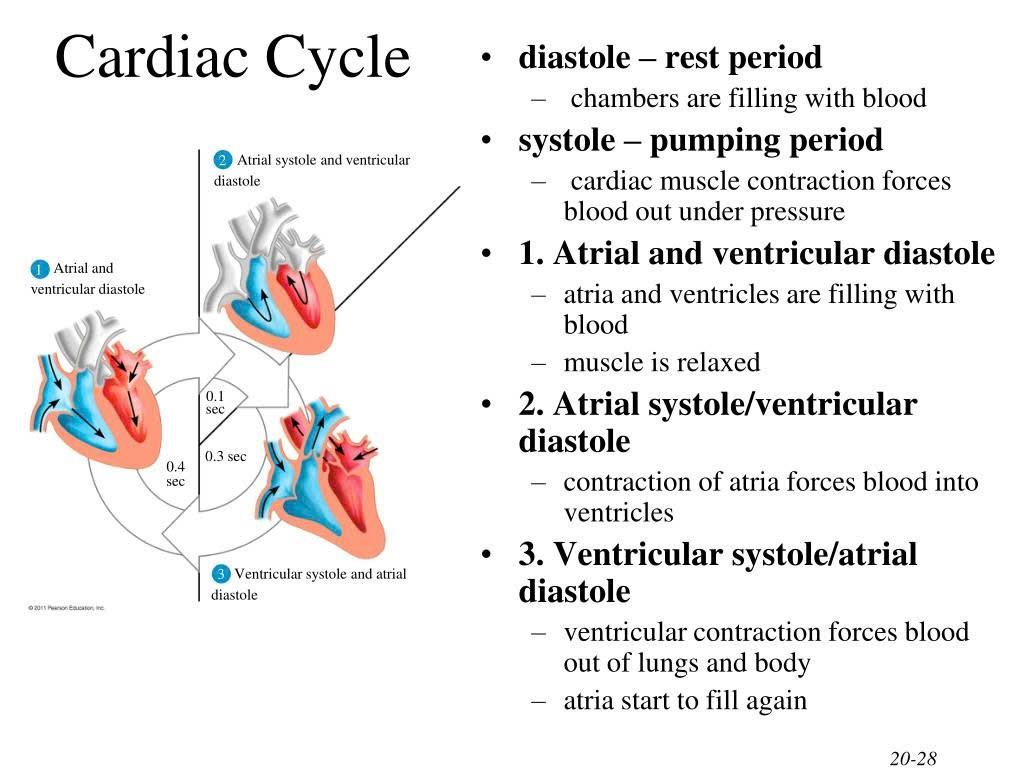 <ul><li><p>The relaxation, or filling, phase</p></li><li><p>Occurs when the ventricles relax, allowing the back pressure of the blood to close the SL valves and open the AV valves</p></li></ul><p></p>