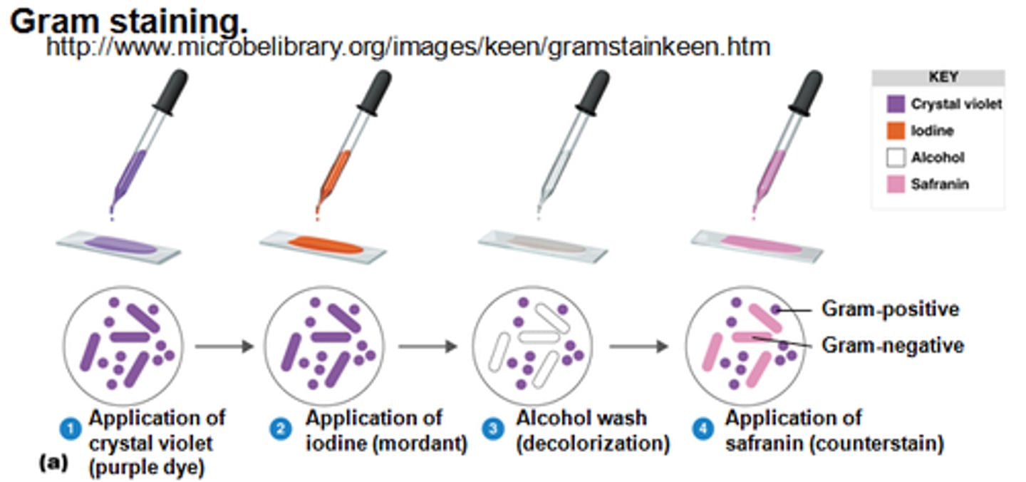 <p>1. smear 2.heat fix 3. Add crystal violet (specifically binds to peptidoglycan) 4. Add iodine mordant (intensifies staining) -to stick nd intense 5. Alcohol wash (decolonization) -gram negs will lose crystal violet 6. Add safranin (counterstain) -becomes pink</p>