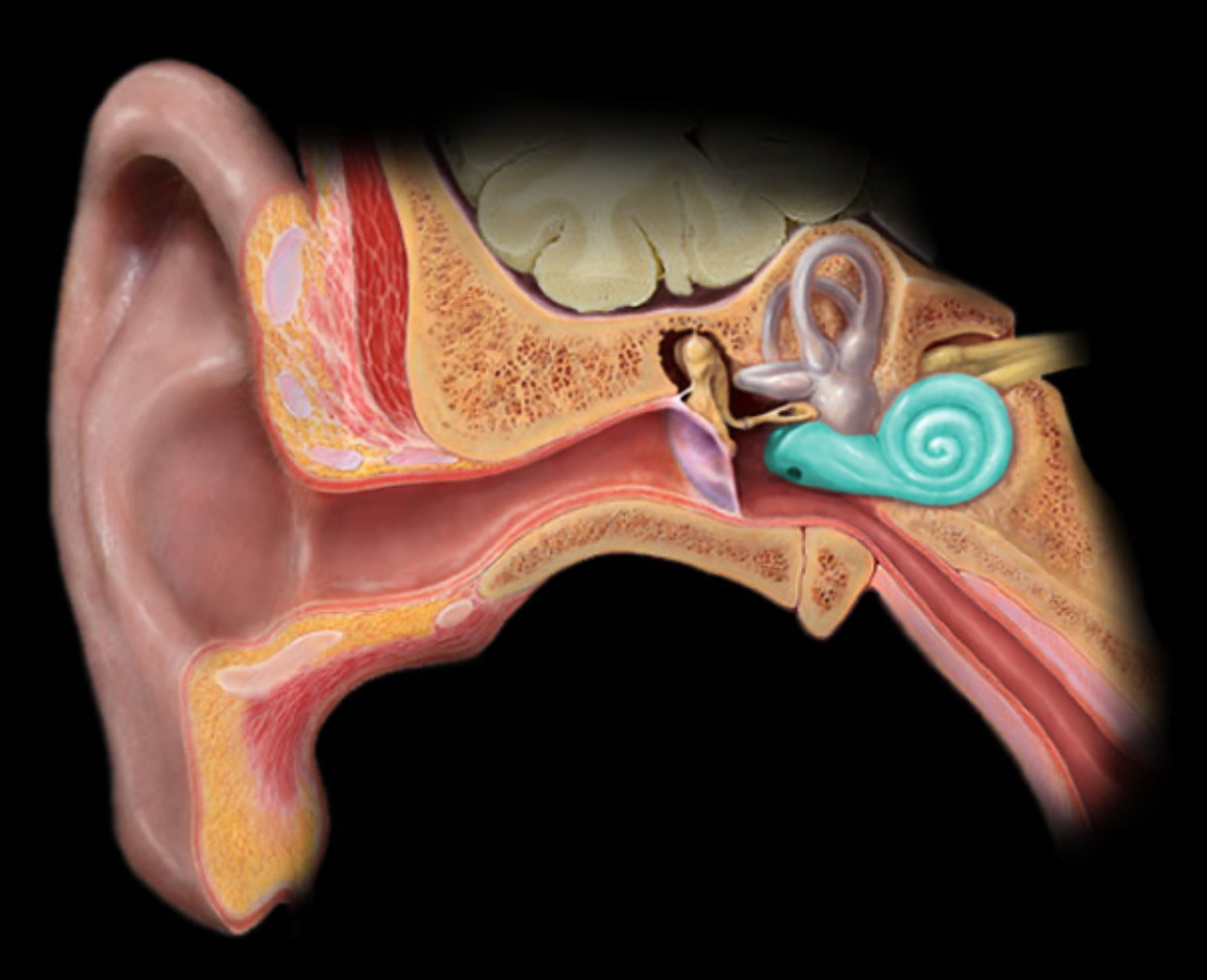 <h4 collapsed="false" seolevelmigrated="true"><strong>Location:</strong></h4><ul><li><p>Temporal bone (petrous part)</p></li></ul><h4 collapsed="false" seolevelmigrated="true"><strong>Description:</strong></h4><ul><li><p>Coiled membranous tube surrounded by bone</p></li><li><p>Contains three fluid-filled chambers</p></li></ul><h4 collapsed="false" seolevelmigrated="true"><strong>Comment:</strong></h4><ul><li><p>Organ of hearing</p></li><li><p>Contains spiral organ (of Corti) in cochlear duct</p></li></ul>