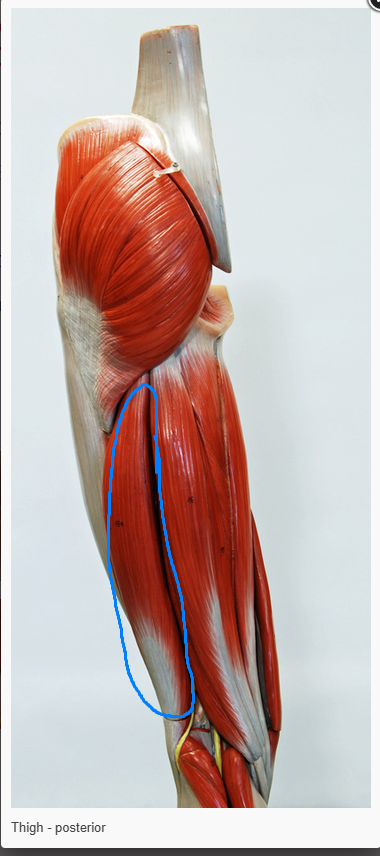 <p>what is the action of the muscle circled&nbsp;</p>