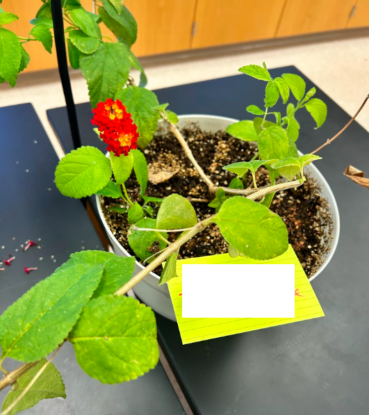 <p>Family + Genus</p>