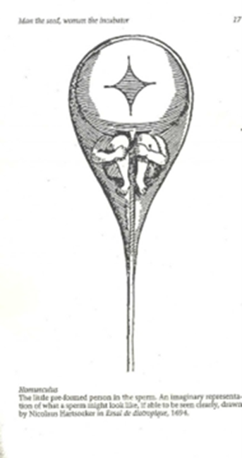 <p><span>“Little man” that early microscopists thought they saw in the sperm</span></p>