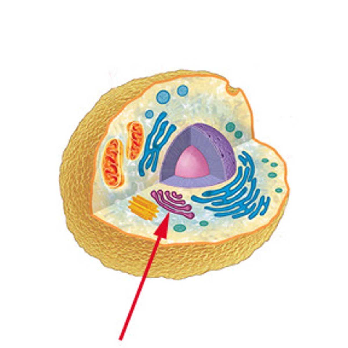 <p>A flattened sac like structure which receives and processes proteins from the Endoplasmic Reticulum, and transports them to various locations. Both animal and plant cells have this.</p>