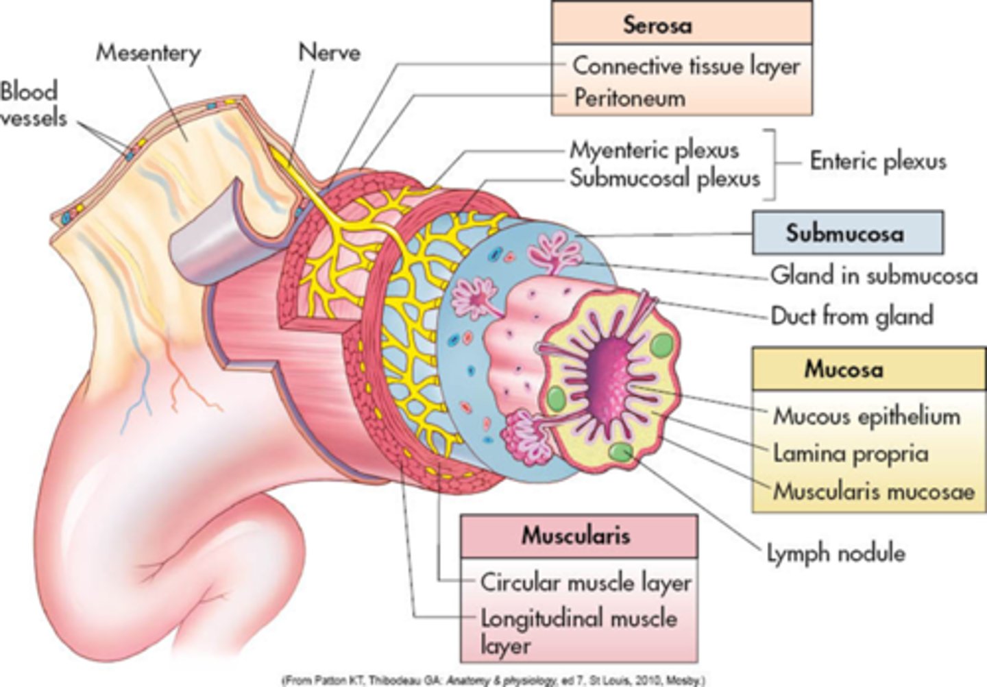 knowt flashcard image
