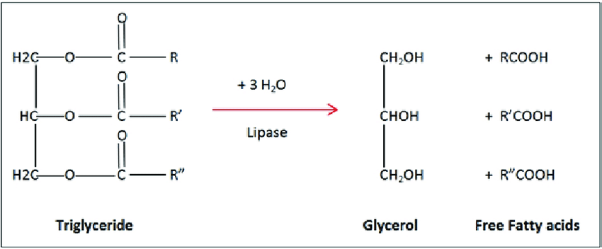 <ol><li><p>Fats are used to </p><ol><li><p>build cell membranes</p></li><li><p>insulate the body</p></li><li><p>store energy for later use.</p></li></ol></li><li><p>Humans store energy as triglycerides in <strong>adipose cells</strong> </p><ol><li><p>below the surface of the </p><ol><li><p>skin</p></li><li><p>breast area</p></li><li><p>surrounding internal organs.</p></li></ol></li></ol></li><li><p>The number of adipose cells is constant; weight gained or lost causes them to swell or shrink, but not decrease or increase in number</p></li><li><p>In order for the triglycerides to be used for energy in the body, they have to be hydrolyzed. </p><ol><li><p>The esters in the triglycerides are hydrolyzed by enzymes called lipases. </p></li><li><p>Hydrolysis takes place in the presence of water molecules. </p></li><li><p>Triglycerides are hydrolyzed into glycerol and fatty acids as shown in the diagram below.</p></li></ol></li></ol><p></p><p></p><ul><li><p>It is said that a high intake of saturated triglycerides is linked to heart disease. </p><ul><li><p>Saturated fats stimulate cholesterol synthesis, which can lead to cholesterol building up inside arteries, known as cholesterol plaques. </p></li><li><p>This results in high blood pressure, heart attack, and even stroke</p></li></ul></li><li><p>Triglycerides are usually measured along with cholesterol as part of a blood test known as Lipid Profile.</p></li></ul><p></p>