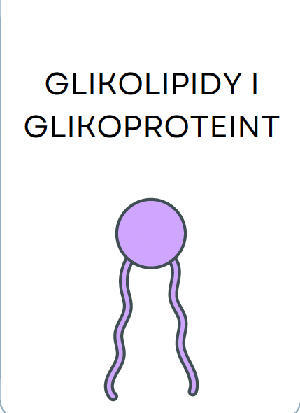 <p>GLIKOLIPIDY I GLIKOPROTEINY</p>