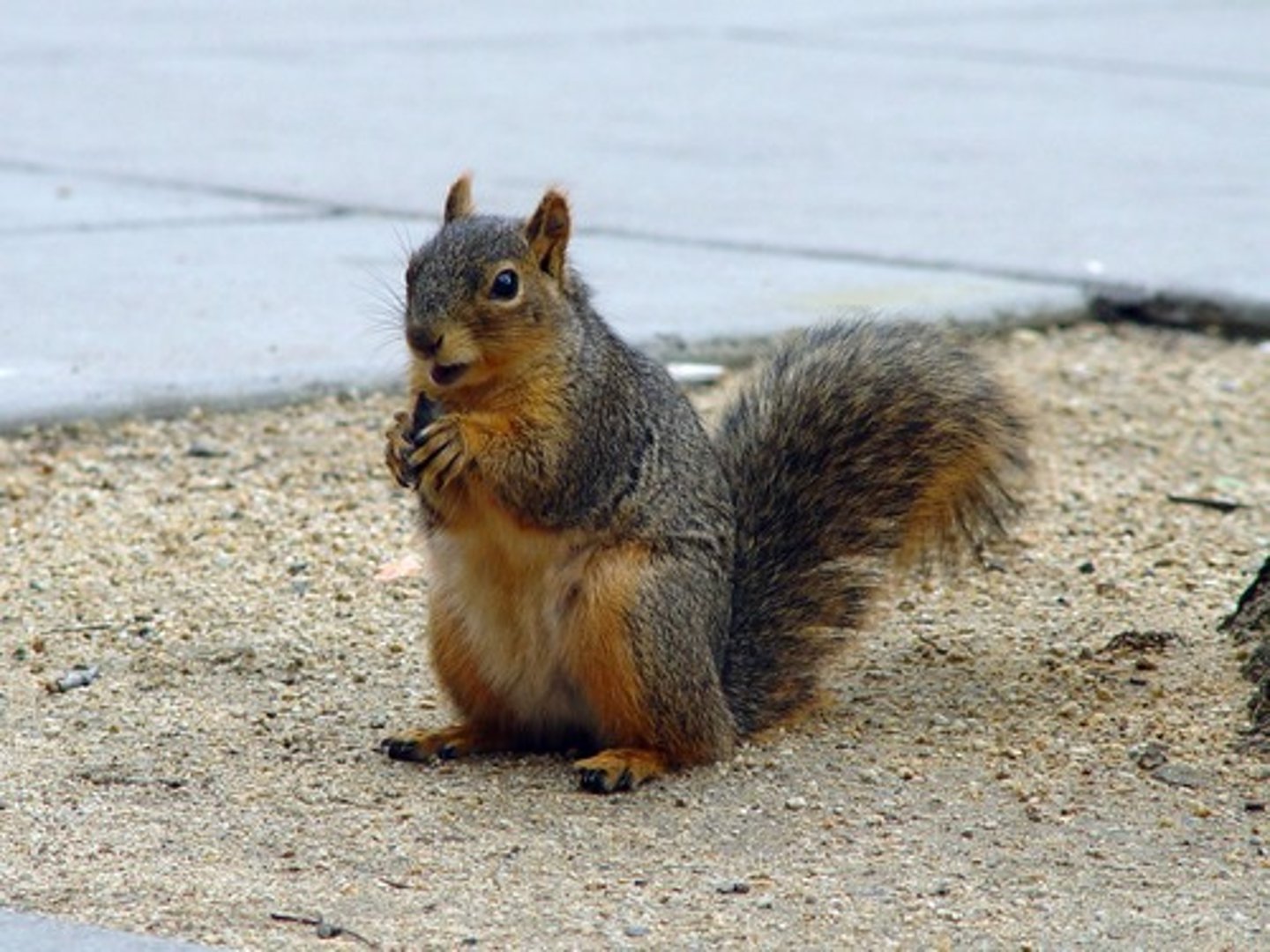 <p>Eastern Fox Squirrel</p>