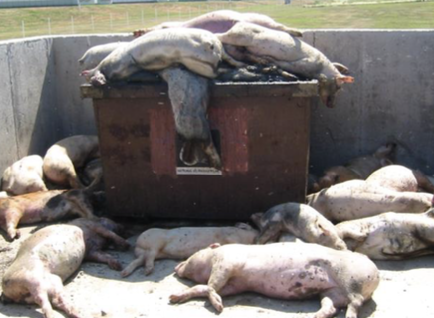 <ul><li><p>history: lack of water, new feed, sources</p></li><li><p>clinical signs: CNS, generally group problem, single in SA</p></li><li><p>confirmation: know fluid/hydration status to interpret Na levels</p><ul><li><p>high serum or CSF or cerebral Na levels</p></li><li><p>lesions if present</p></li></ul></li><li><p>Too much water: cerebral edema and similar signs but hyponatremia systemically</p></li></ul><p></p>