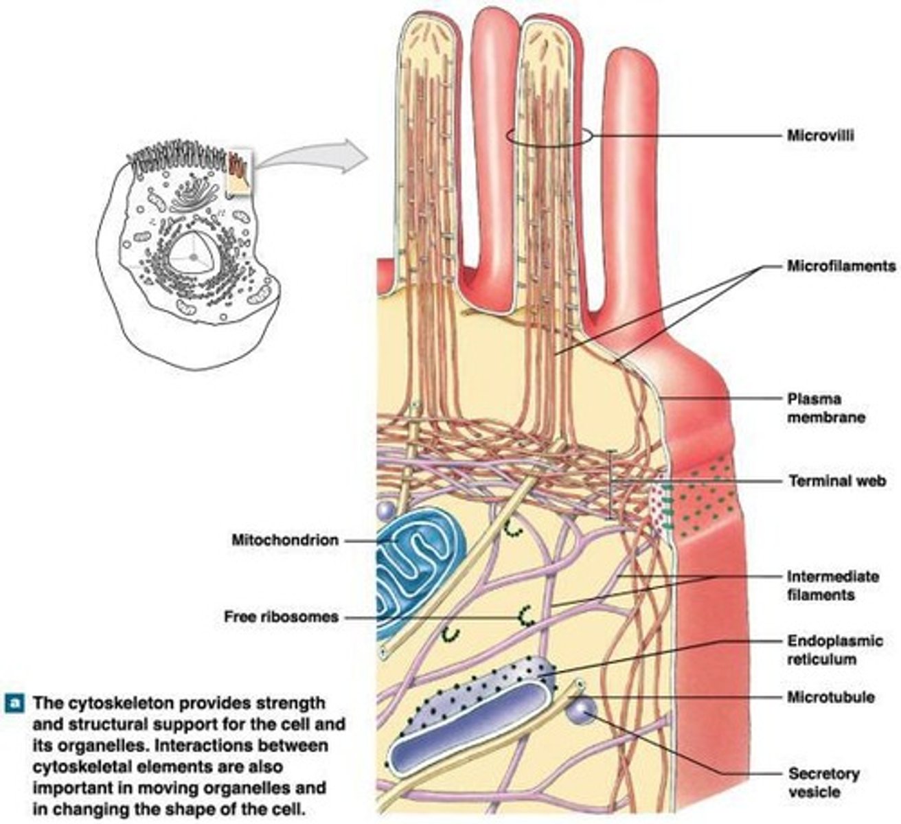 <p>Extensions of the plasma membrane that increase surface area for absorption.</p>