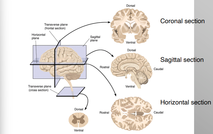 <ul><li><p>Coronal Section</p></li><li><p>Sagittal Section</p></li><li><p>Horizontal Section </p></li></ul><p></p>