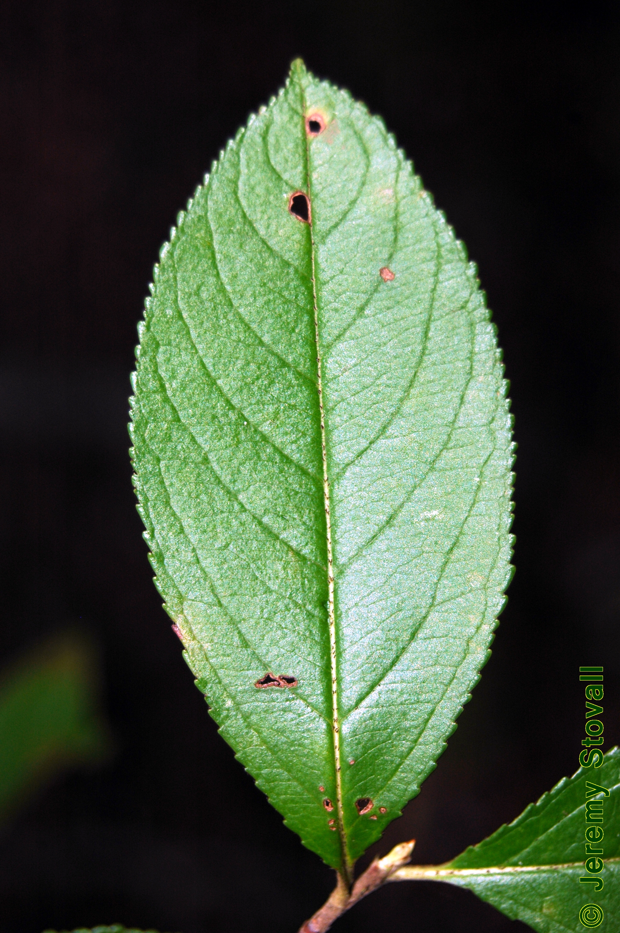 <p>Leaf margin?</p>