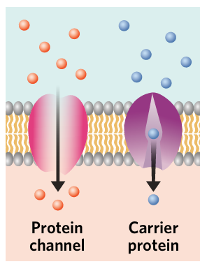 <p>the passive movement of molecules down their concentration gradient through a membrane-bound protein</p>