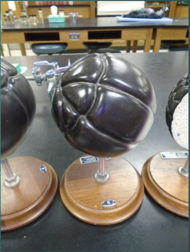 <p>explain the state of the embryo in terms of the fourth cleavage process (according to this model).</p>