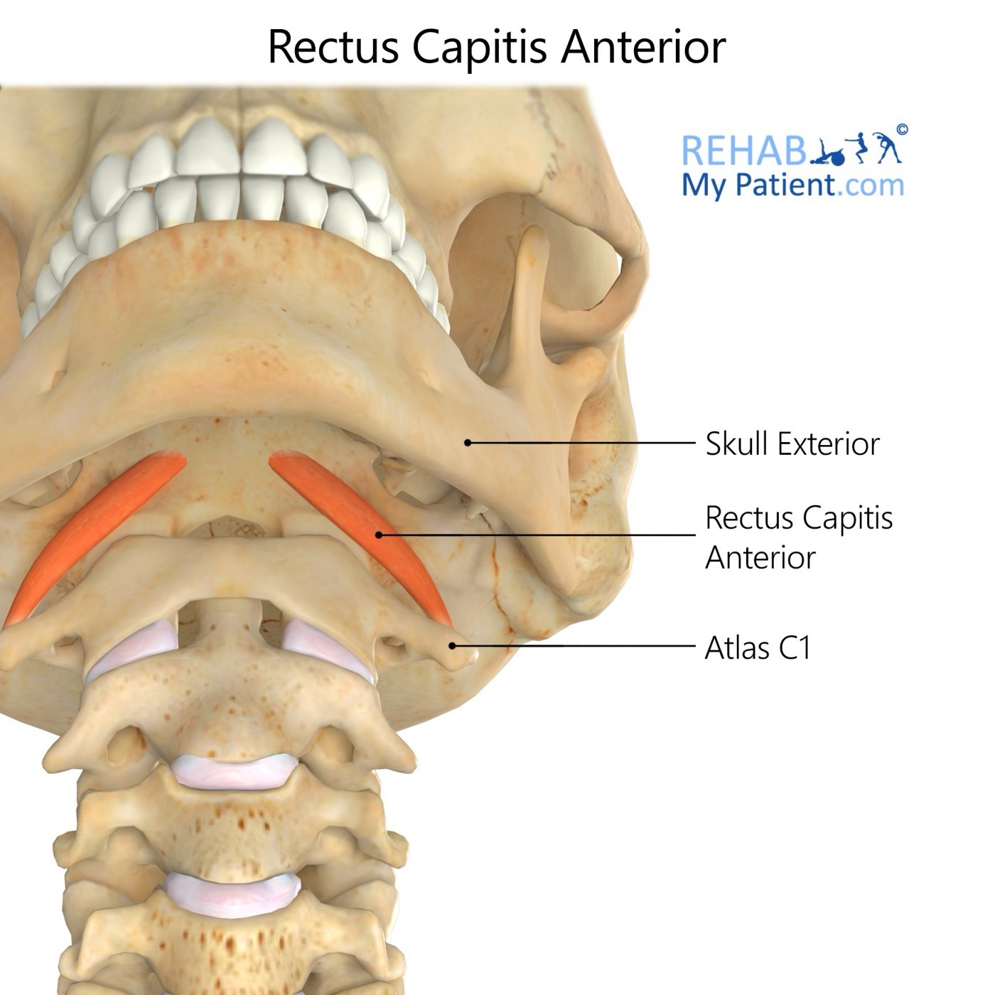 <p>rectus capitis anterior action/function </p>