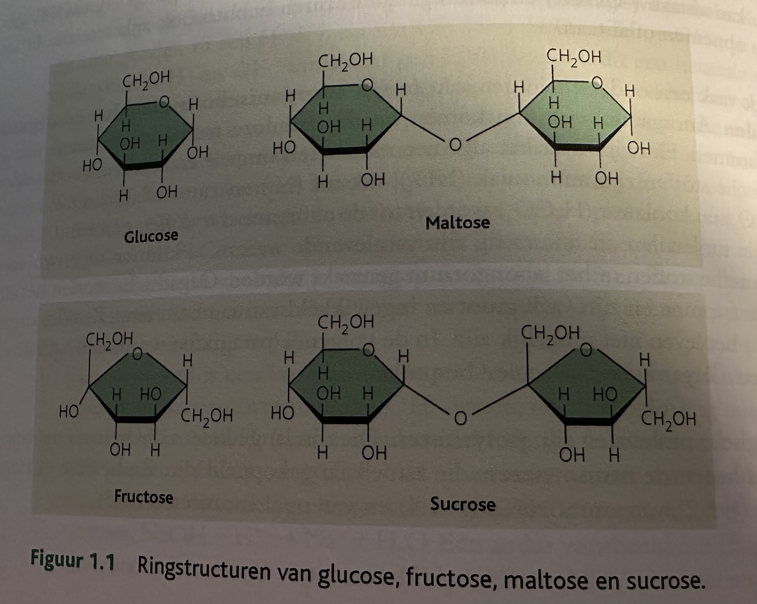<p>Suikerachtige stoffen</p><p>Een suiker bestaat uit een keten van koolstofatomen die een ringstructuur vormen, meest 5 of 6 hoekig met één zuurstofatoom en meerdere hydroxylgroepen</p>